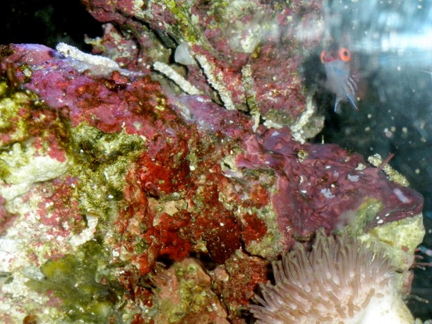 Pink streaked wrasse, on the hunt
