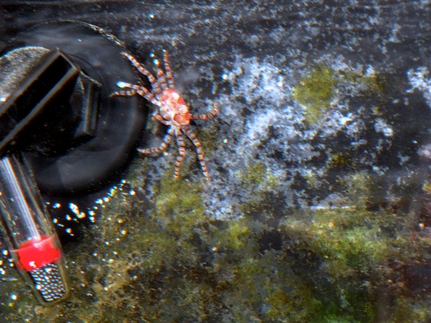 Just a crab and his return pump