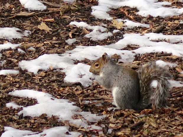 These guys were finding plenty to eat.