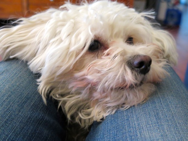 Innocent, I tell ya--and dumber than a box of rocks.