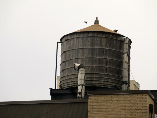 After a teaser of spring yesterday, this morning is pure damp and gloom.