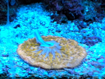 Plate coral eating a silverside.