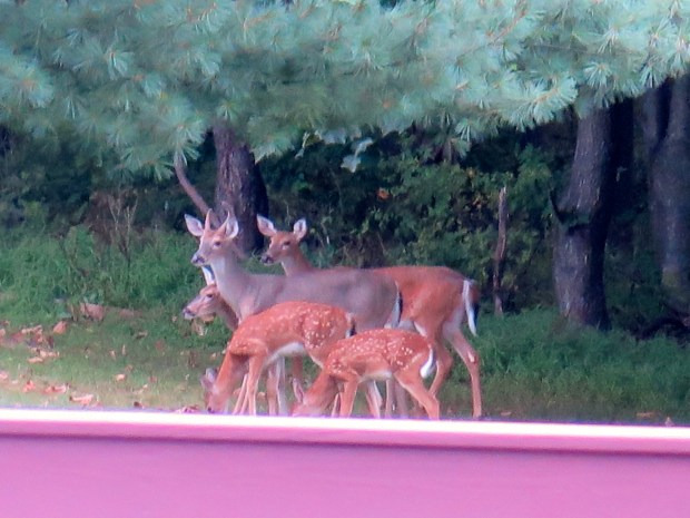 Mr and Mrs Tick dropped by