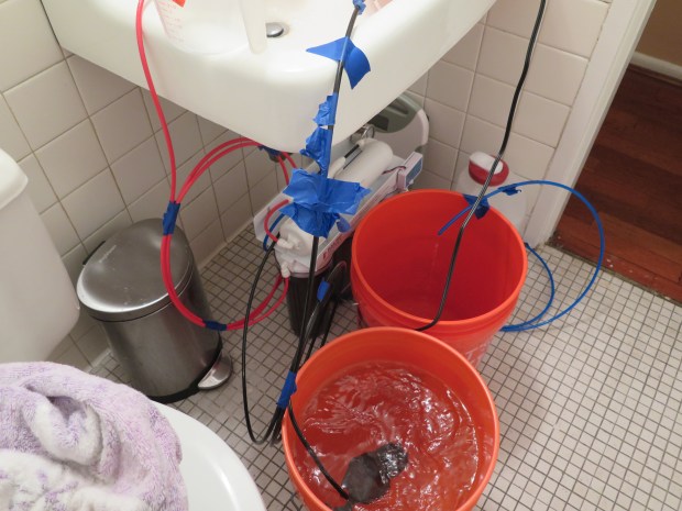 No really, the rituals of making RO/DI water, mixing salt, very soothing.