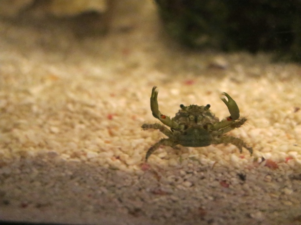 Did someone mention food? Emerald crab.