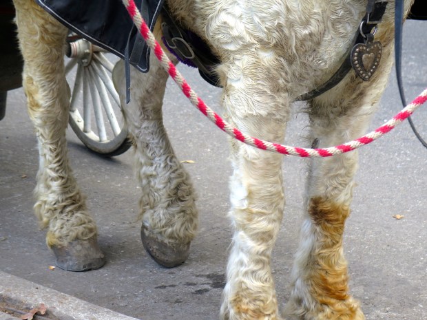I never knew horses could have curly hair. Fur?
