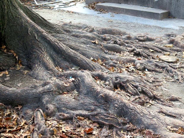 Art Child and I both loved this tree.