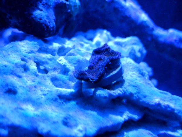 montipora capricornus frag