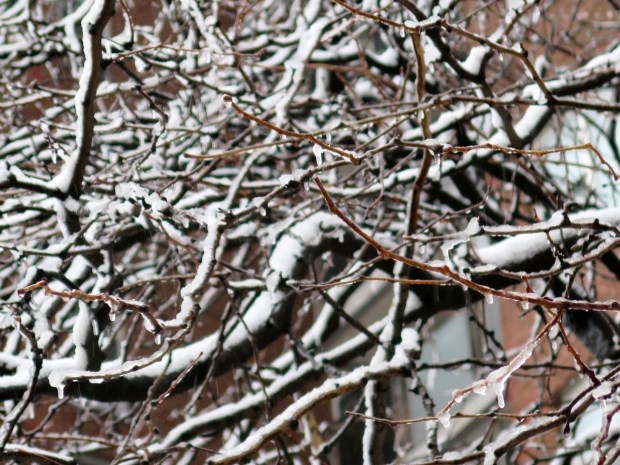 Even lovelier close up.