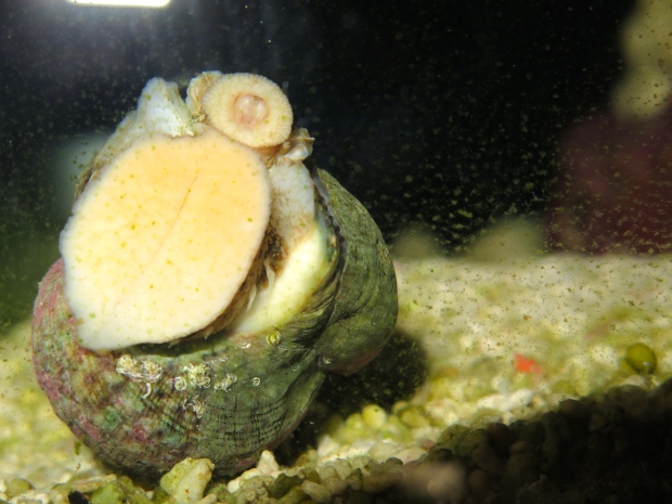 Turbo snail eating algae off the glass.