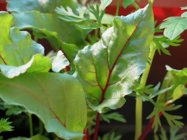 Love the leaves of the beets, so pretty.