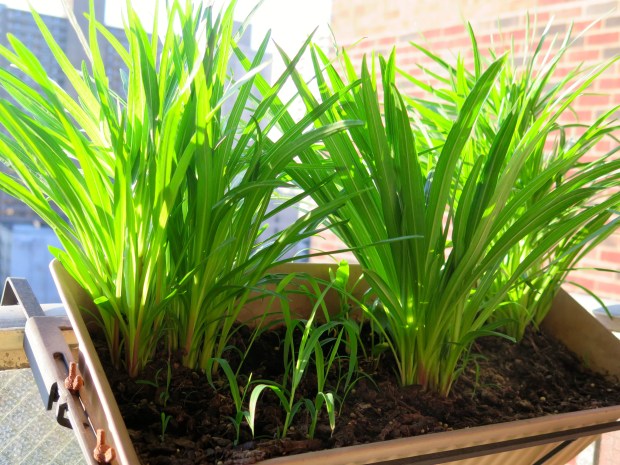 This was supposed to be a box of ranunculi, but I had a few extra blazing star bulbs so I put them in and they're choking out the ones I wanted. 