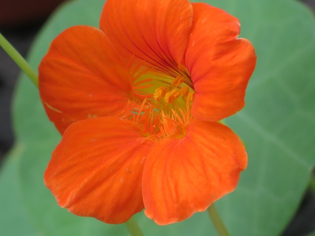 I checked. Nope, this is not a self portrait, but I may add it to my salad tonight.