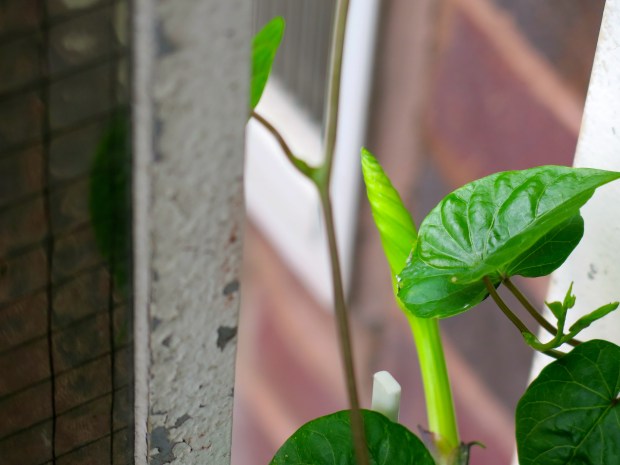 Another couple of nights and I think the moonflowers will begin to open, I can't wait.