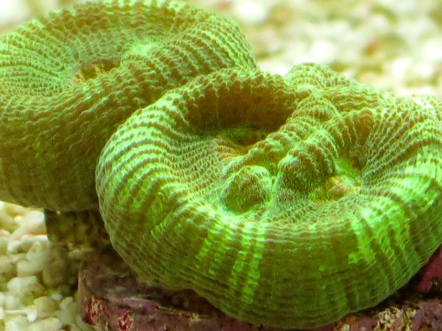 LPS frag growing nicely