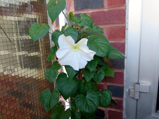 Moonflowers, finally!