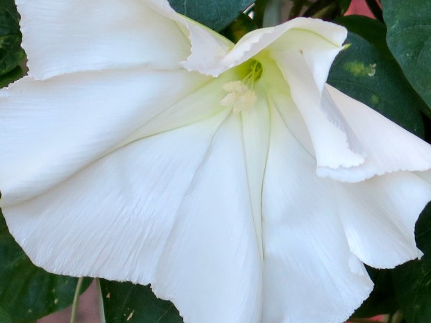 I get one every three days or so, but they open in the afternoon, not at night.