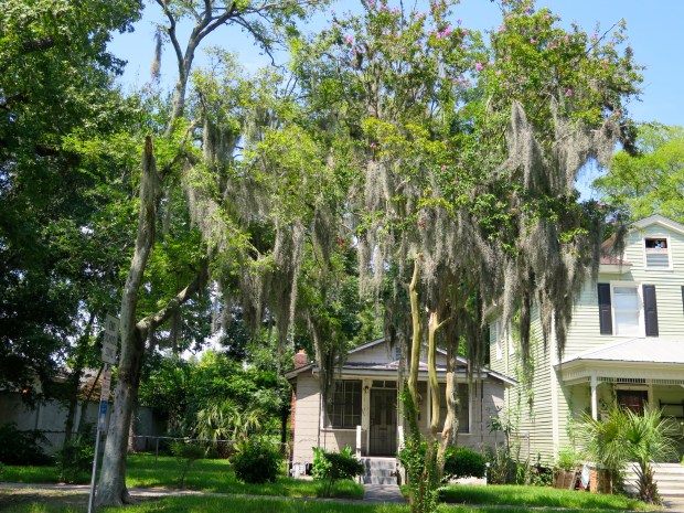 Of course I did get several shots of the oaks!