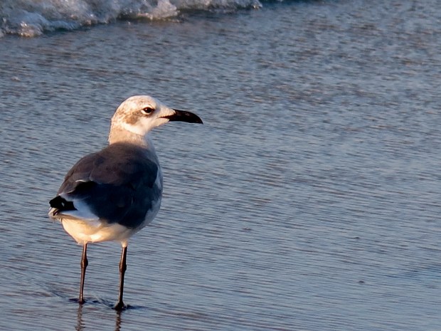 So much more polite than the gulls in NY ;)