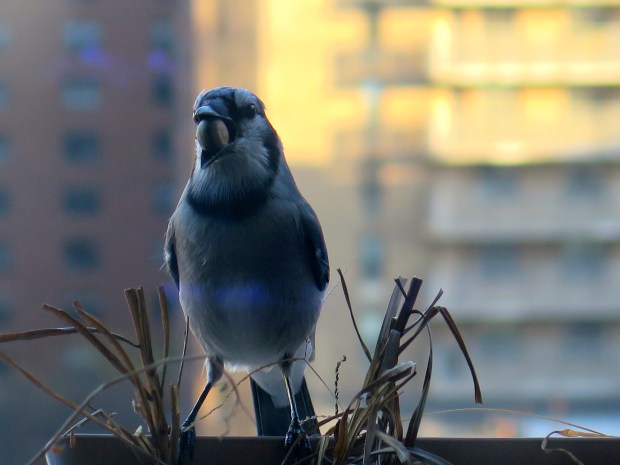 This guy comes to visit me regularly, but I suspect he's going to fly south soon.