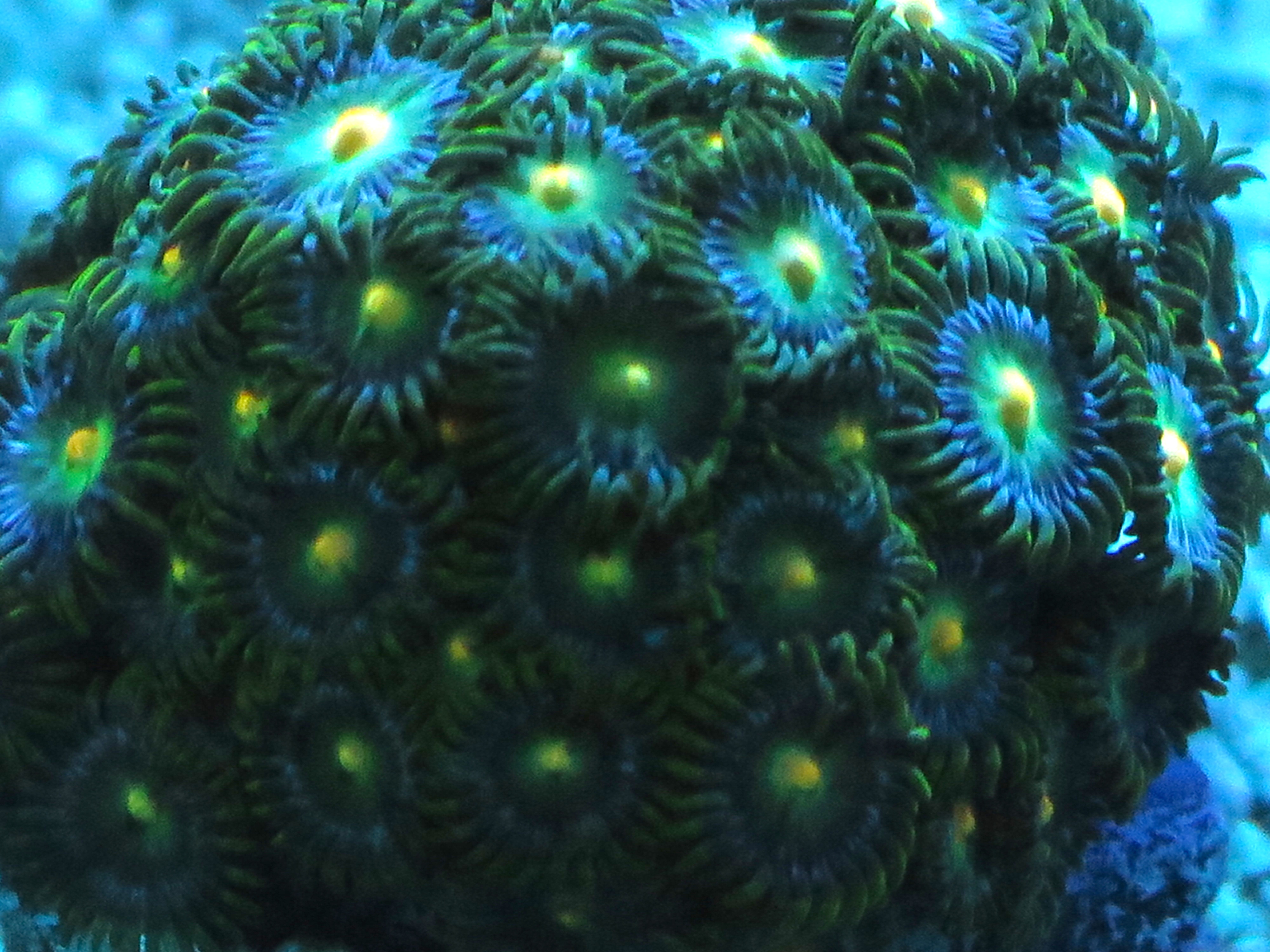 zoanthid colony in the tank.