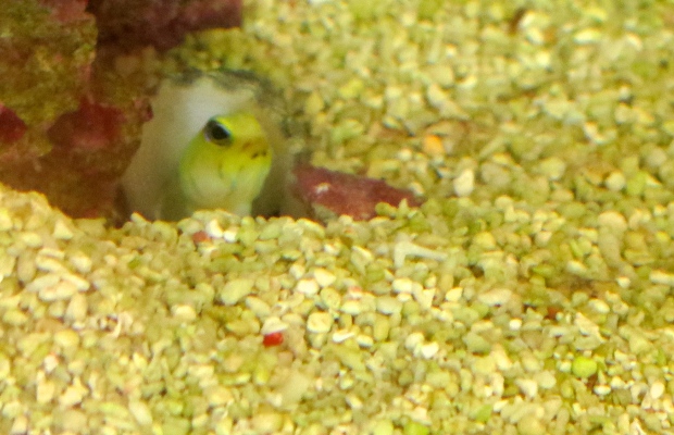 Jawfish poking his head out of his cave to see if it's all clear