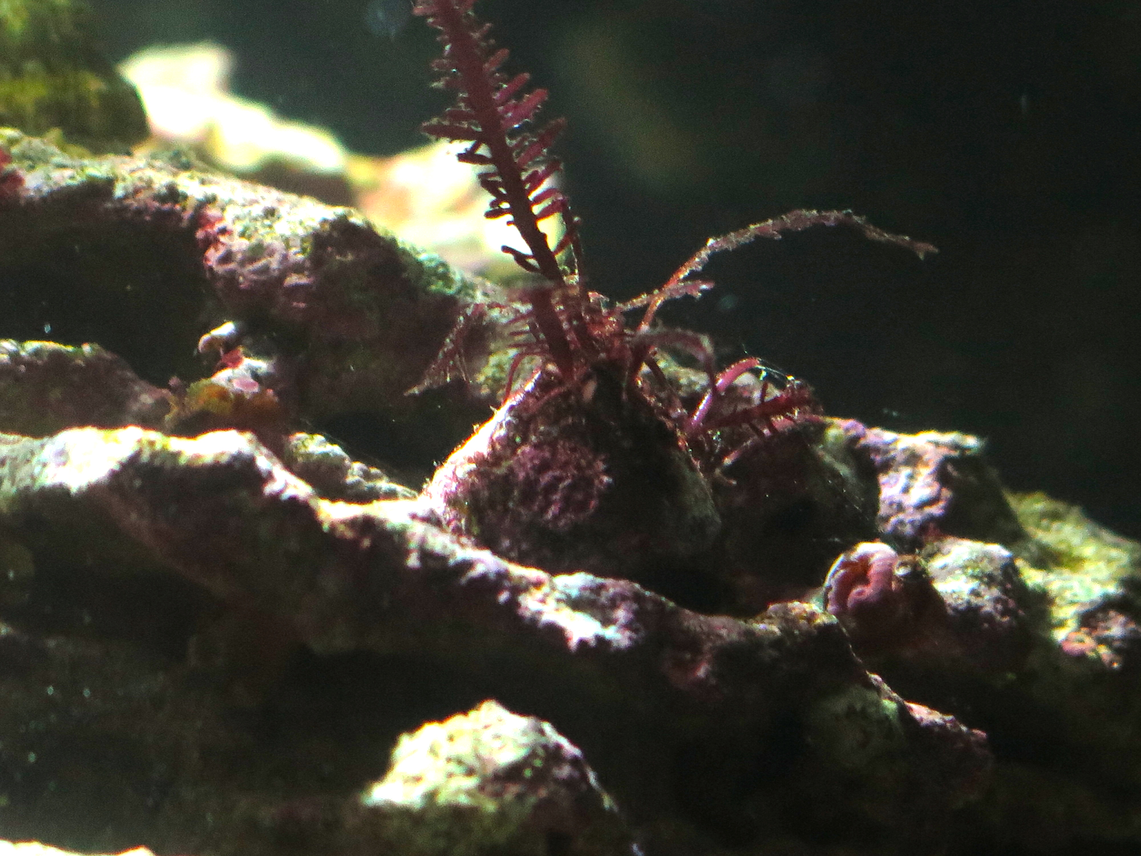 This cracks me up, the snail has some type of algae (that I don't see anywhere else in the tank) growing from his shell.