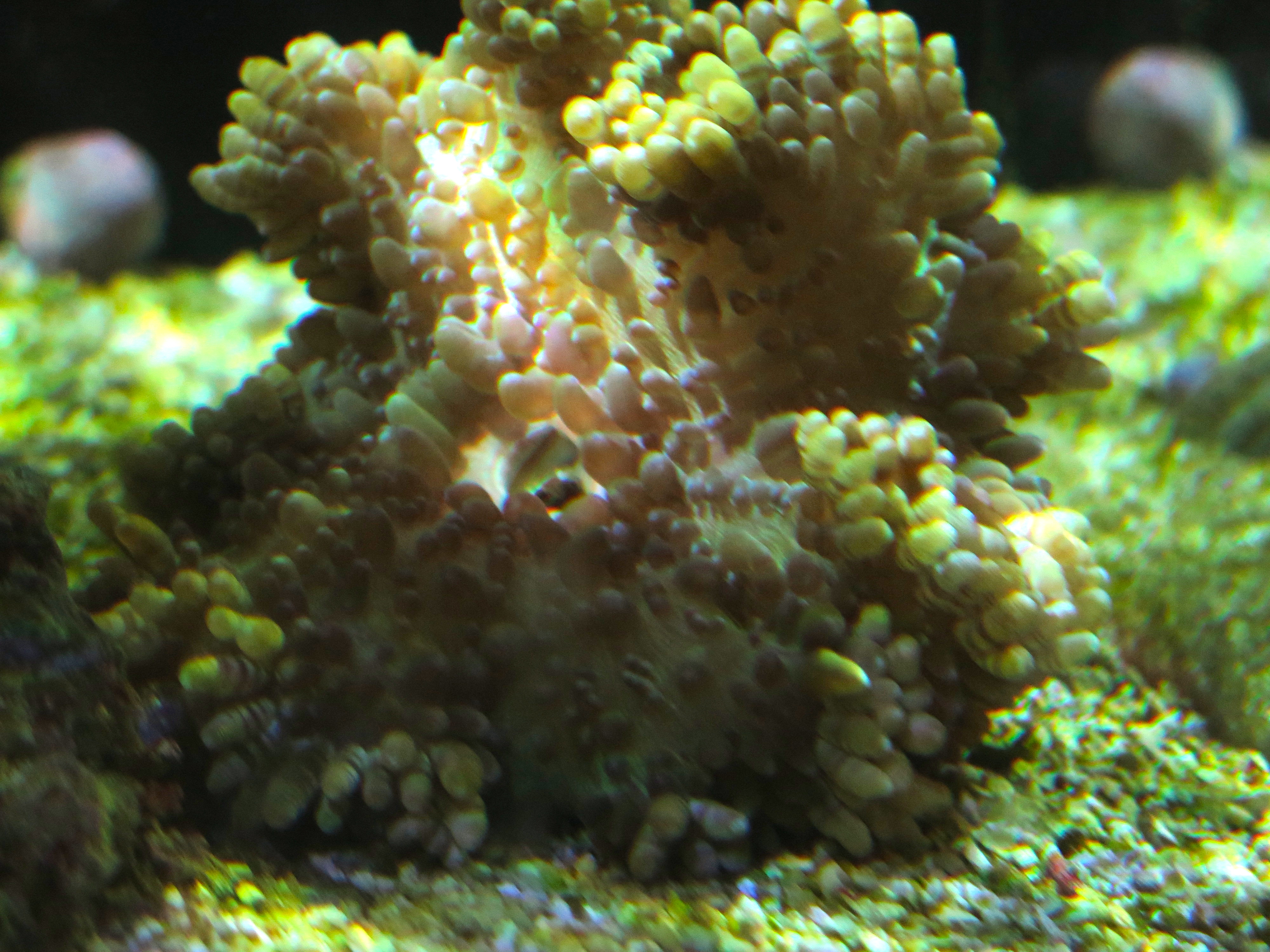 The open circle in the middle? That's his mouth. The black bit coming out of it? A snail shell he's spitting out now that he ate the snail.