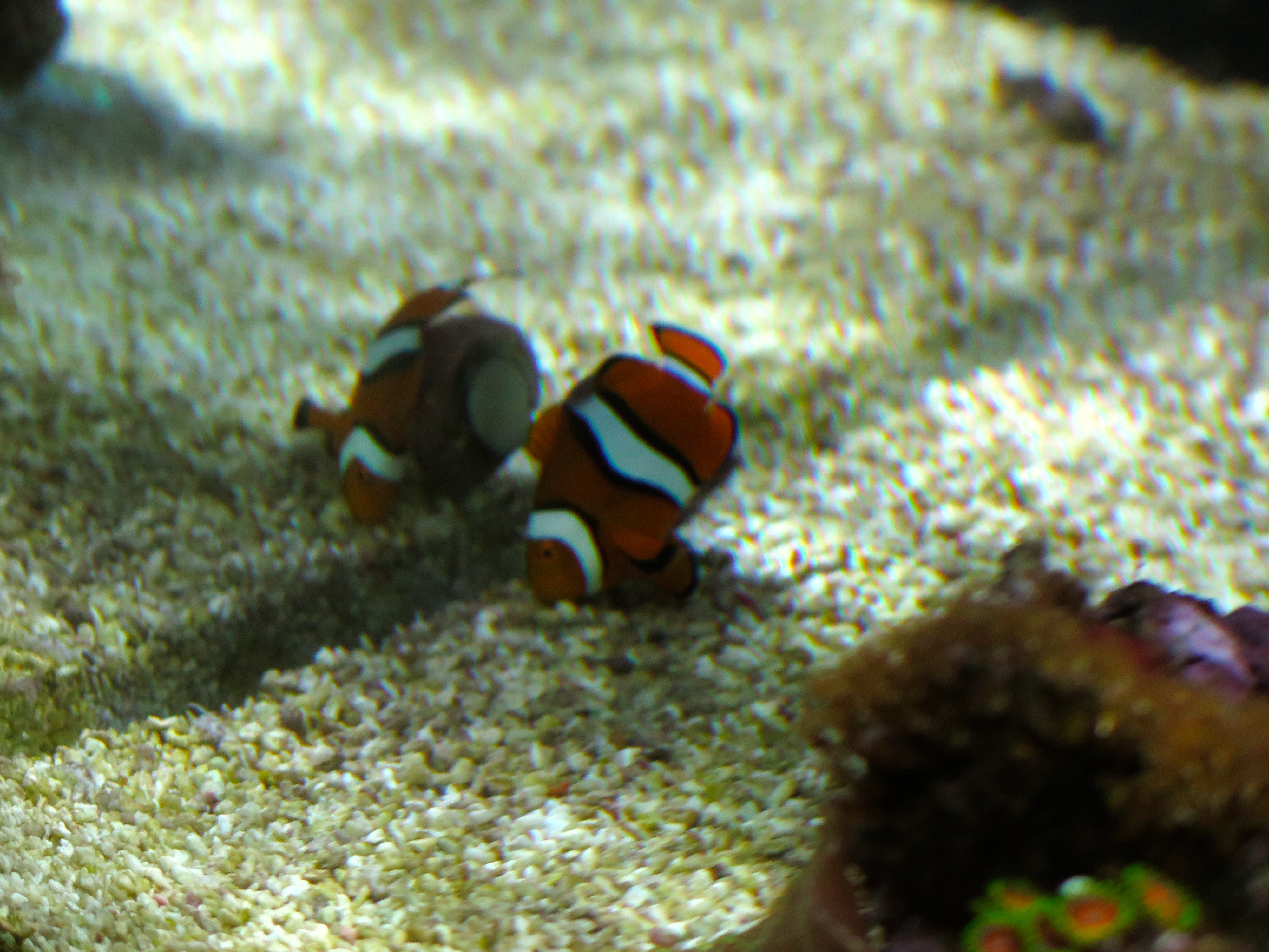 Why snuggle up with a big comfy anemone when you can rub all over a snail instead?