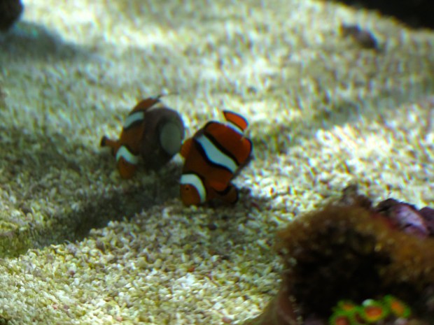 Why snuggle up with a big comfy anemone when you can rub all over a snail instead?  