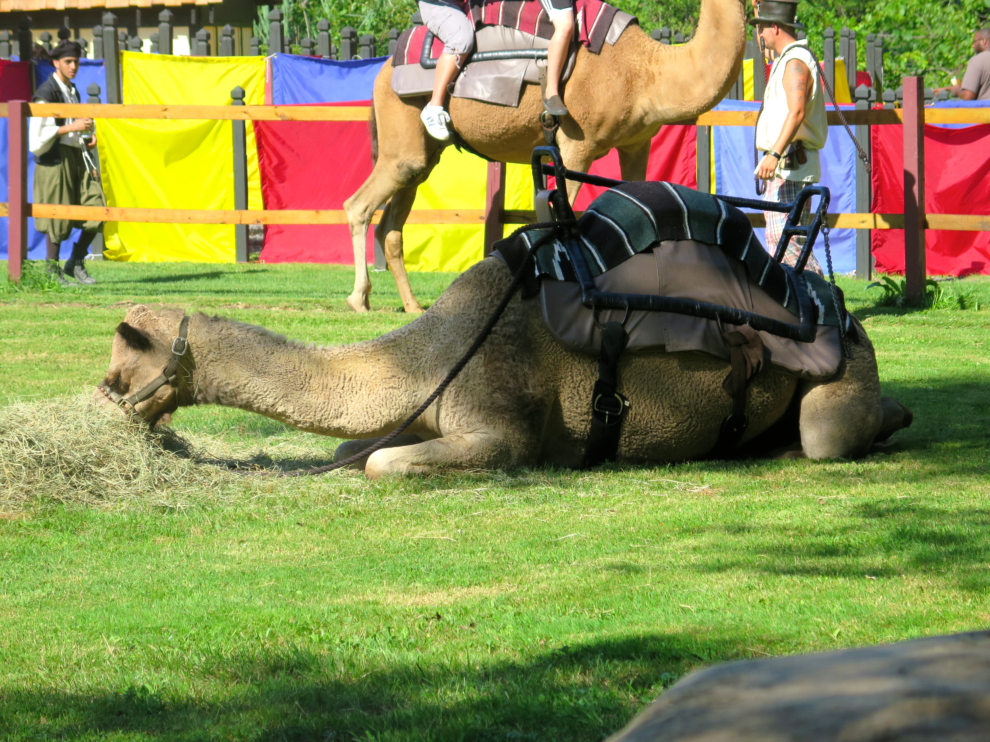 camel rides. They gave every camel a break after each ride around the ring. This guy was having the best time playing with his hay.